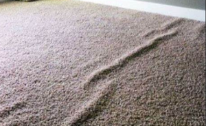 rippled carpet damage#1