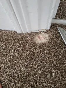 pet damaged carpet in door